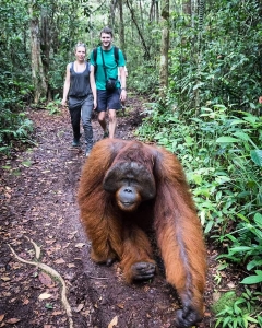 Toris orangutan tour