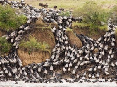 8 Day Tanzania Safari During The Wildebeests Migration