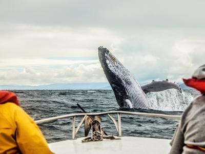 Whaler tour