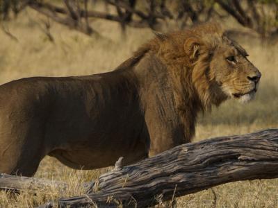 7 Days Wildlife safari tour with Wild Africa Safaris in Botswana