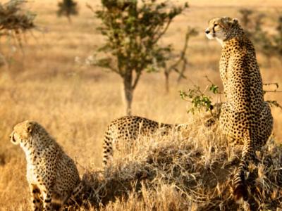 8 Days Best of Tanzania Wildlife Safari and Zanzibar