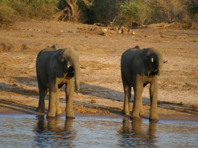 Elephant National Park & Garden Route