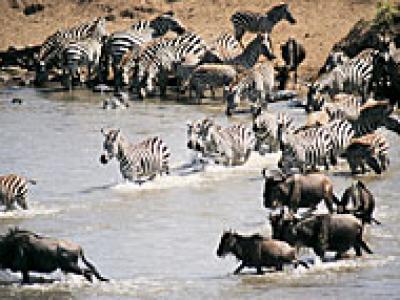 6-Day The Great Wildebeest Migration - July to October 6-Day The Great Wildebeest Migration - July to October